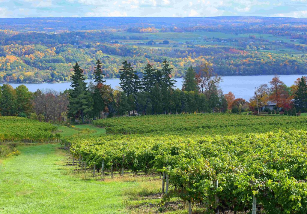 Lake with farms, forests, and vineyards.