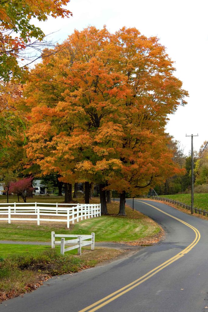 Road, yard, white board fences, and gorgeous maple trees in autumn